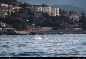 Tuna u akciji kod Herceg Novog