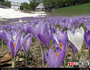 Proljeće na Sinjajevini