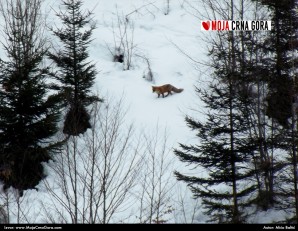 Lisac u šumama kod Mojkovca