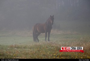 Jutro u parku Dulovine: Usamljenik